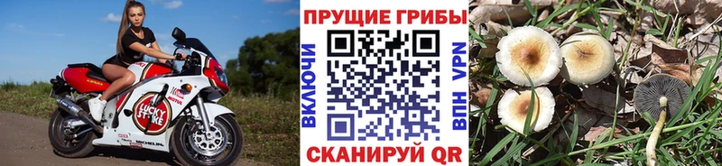 гидра ТОР  наркота  Гусев  Псилоцибиновые грибы мицелий 